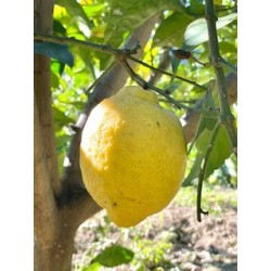 Citron-de-menton-sur-arbre