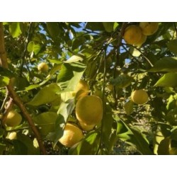 Production-citron-de-menton-igp