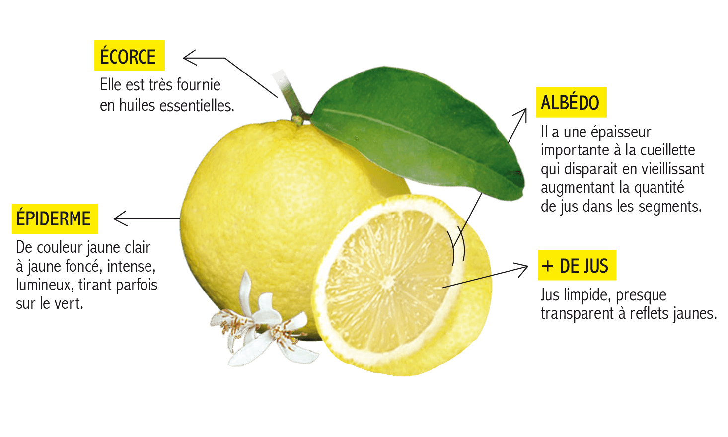 Les qualités du Citron de Menton