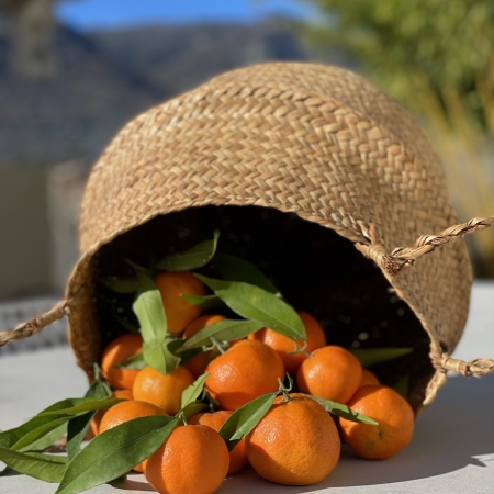 Clémentines de Menton 1kg